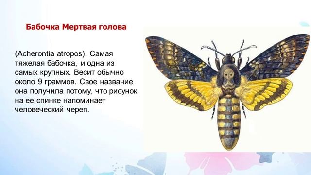 "Необычные бабочки"