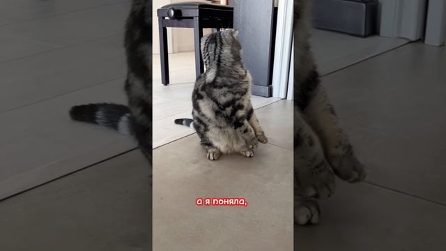котик