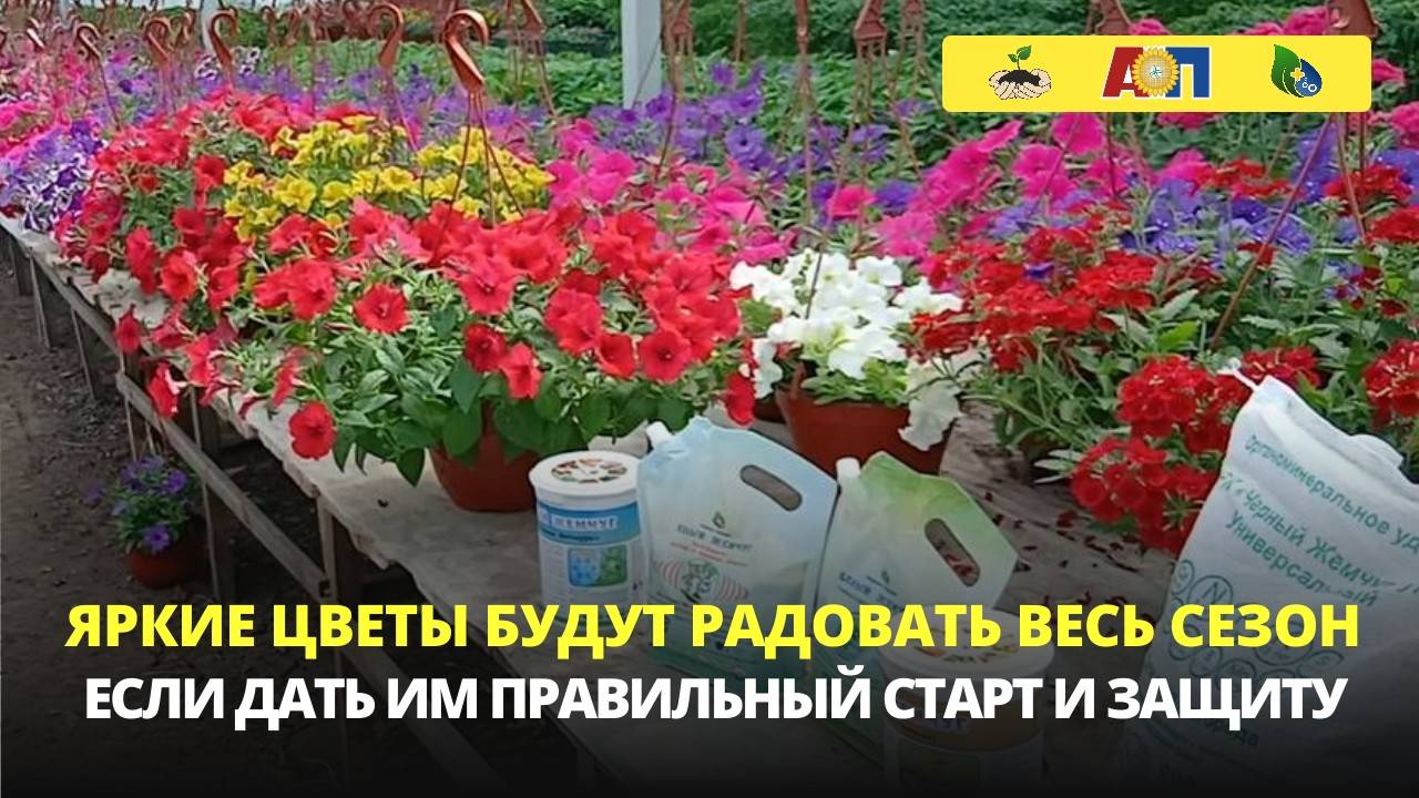 Яркие цветы будут радовать весь сезон, если дать им правильное питание и защиту