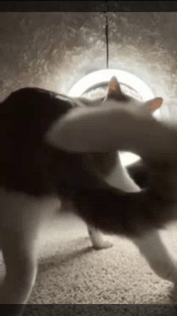 1000013356.mp4