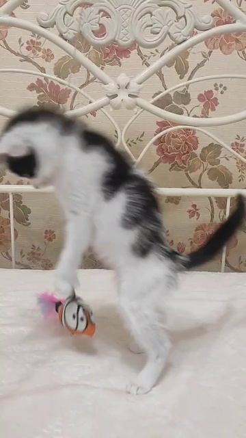 1000165039.mp4 Котенок Зефирчик