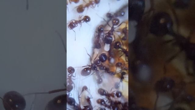 наши мурашки
детский сад и нянечки