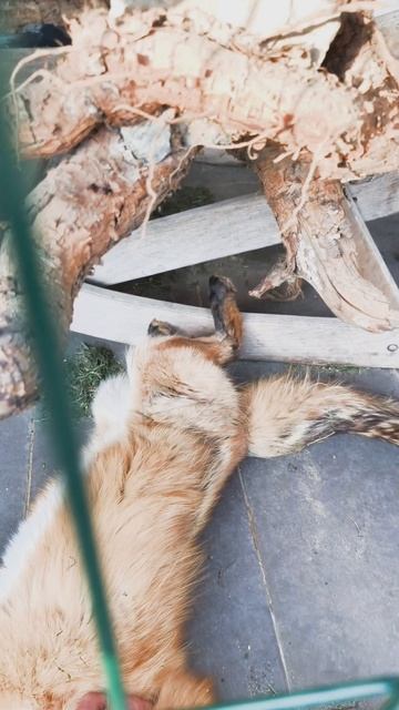 #лисица #лиса #лис #fox