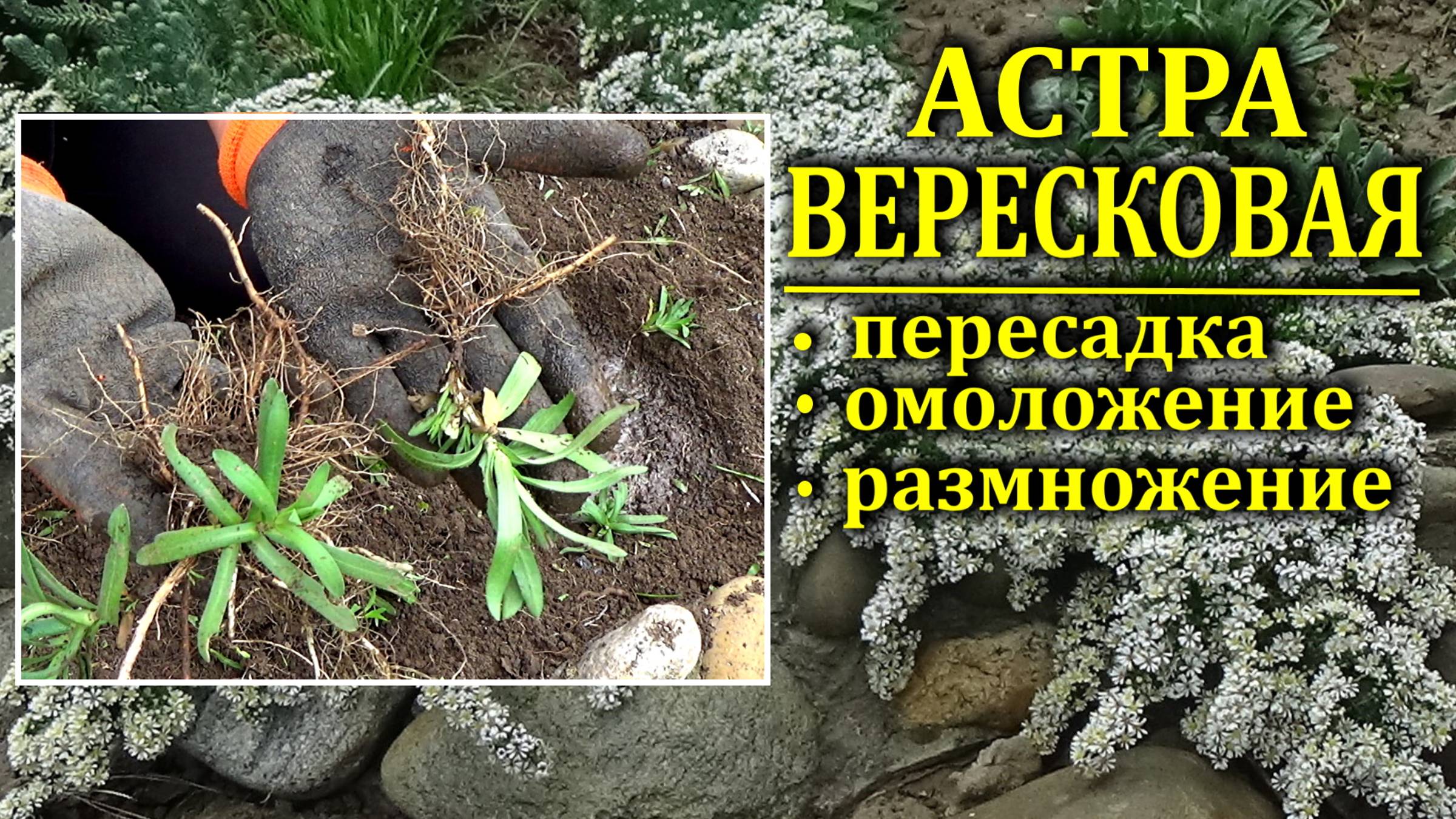 Астра вересковая  сильно загустилась  Когда и как омолодить астру вересковую