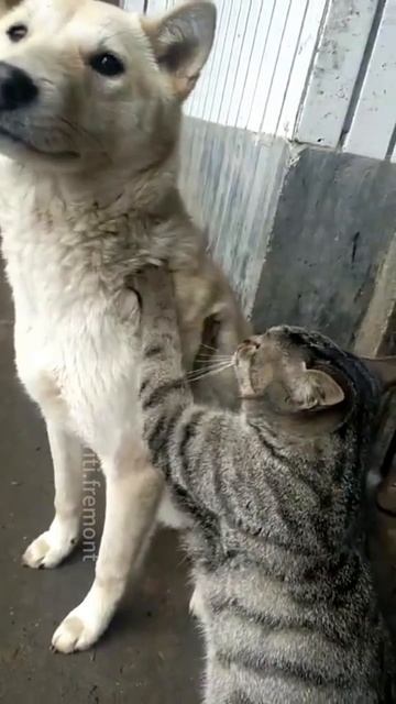 Коты и собаки умеют дружить