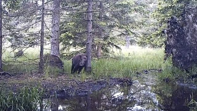 Кабаны видео фотоловушки