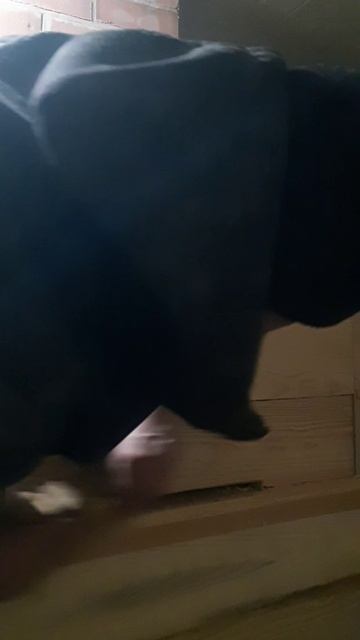 lv_0_20250128160240.mp4