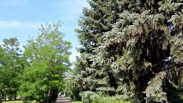 Утренние дорожки в парке