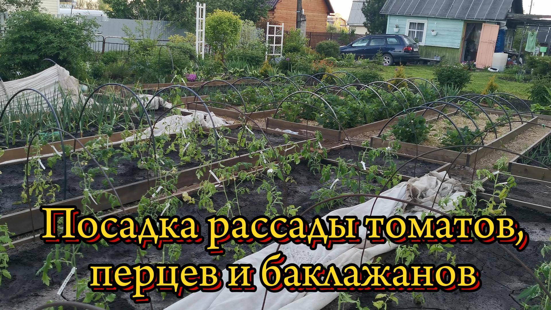 Как правильно посадить рассаду томатов, перцев, баклажанов.
