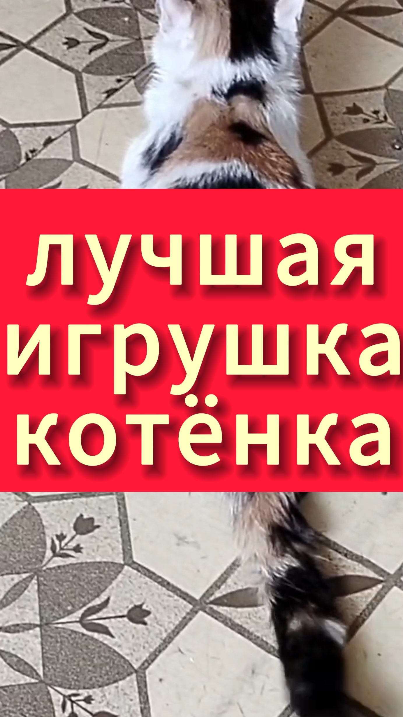 Лучшая игрушка для котёнка