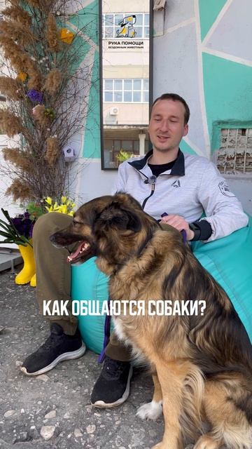 Как общаются собаки? Поддержать⬇️