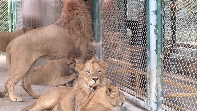 Кормление львов  в Шанхайском парке животных.