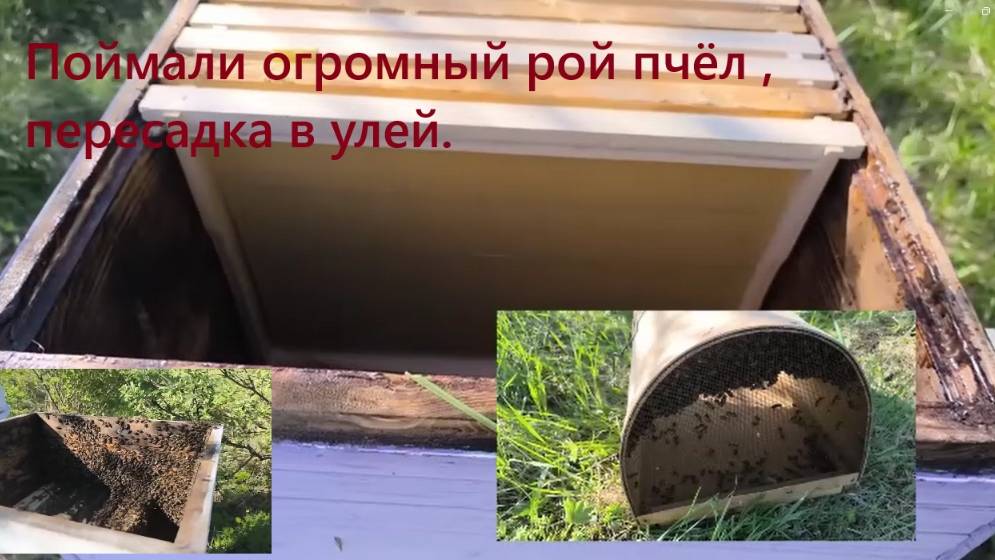 Поймали огромный рой пчёл , пересадка в улей. Пересаживаем рой пчел из роевни в улей.