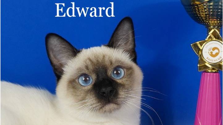 Тайский котик Edward, сил-пойнт, 6 месяцев.