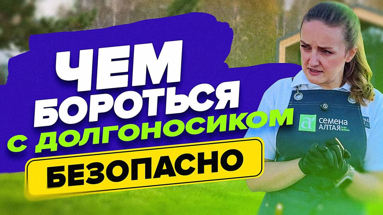 ЧЕМ ОБРАБОТАТЬ КЛУБНИКУ ПРОТИВ ДОЛГОНОСИКА