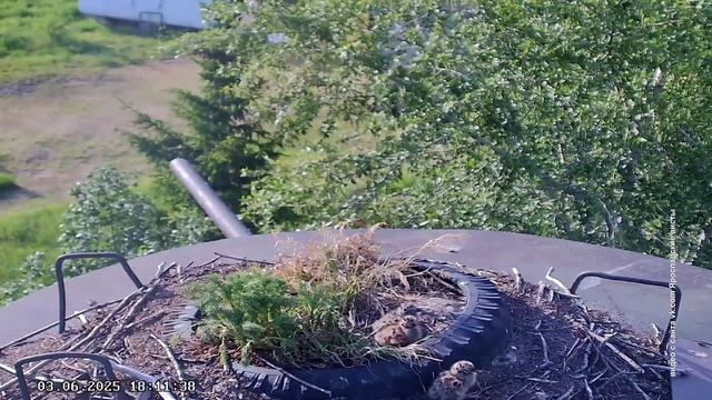 В гнезде аистов появилось потомство у чаек