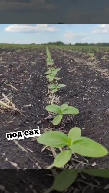 Результат работы безводного аммиака