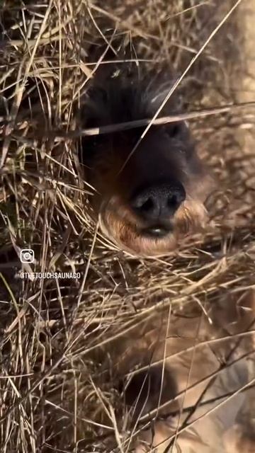 Собака Рони❤️