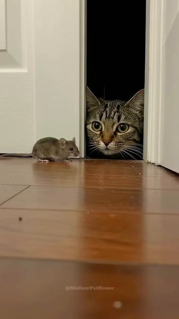 Shocking! The Mouse Stopped Inches from Danger