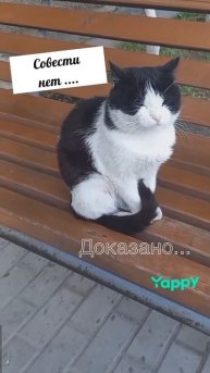 #котики #кошка #киса #домашниеживотные #кошки #пес #собакадругчеловека #собака #собаки #щенок #мимим
