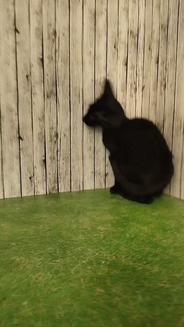 Черный котенок ориентальный 2 мес.