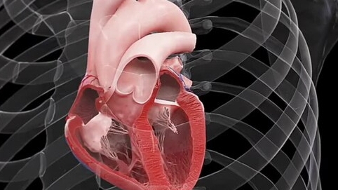 Работа Сердца...(3D-анимация)
