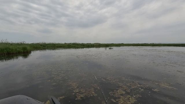 Мелкие змееголовы, сезон 2023 в разгаре.