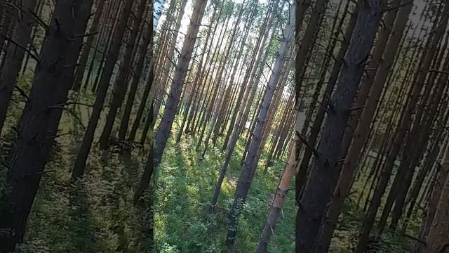 жизнь в лесу