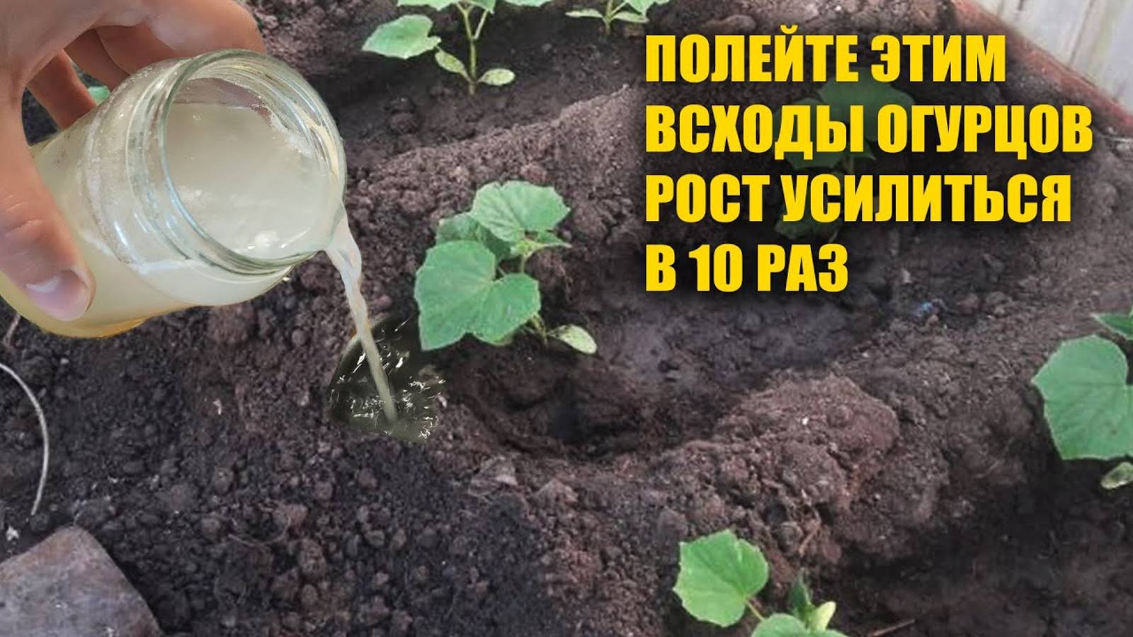 ПОЛЕЙТЕ ЭТИМ ВСХОДЫ ОГУРЦОВ! РОСТ УСИЛИТСЯ В 10 РАЗ И БУДЕТ РАННИЙ УРОЖАЙ
