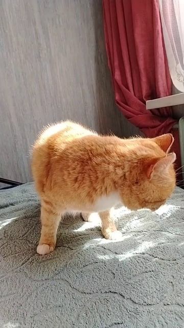 Рыжий кот