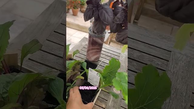 Докупила пару кабачков и патиссон #провансаллочка #рассада #кабачки #патиссон #садоводничество