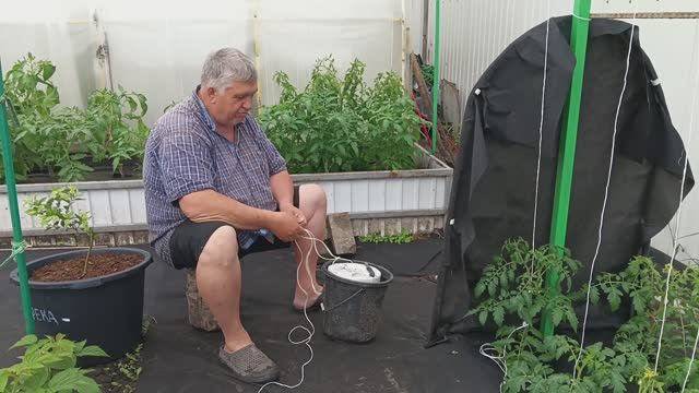 116. У нас прибавление! Подвязка помидоров.