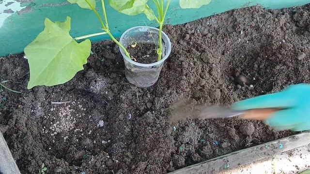 Высаживаем фасоль в от.гр.