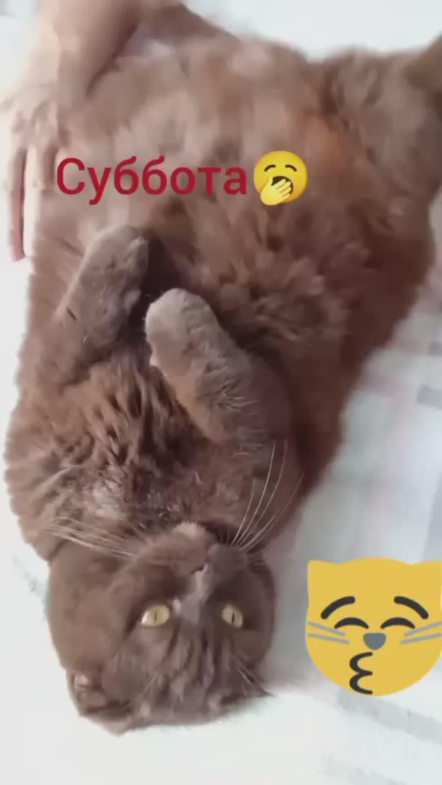 Суббота она разная🫡😜😻😻🥱#нашикотики#любимцы
