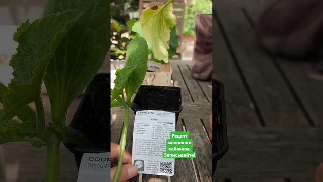 Рецепт запеканки из кабачков,которые скоро некуда будет девать...#провансаллочка_рецепты#кабачки