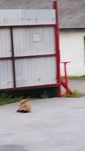 Ручная домашняя лиса. Владивосток. Дальний восток. Россия.
