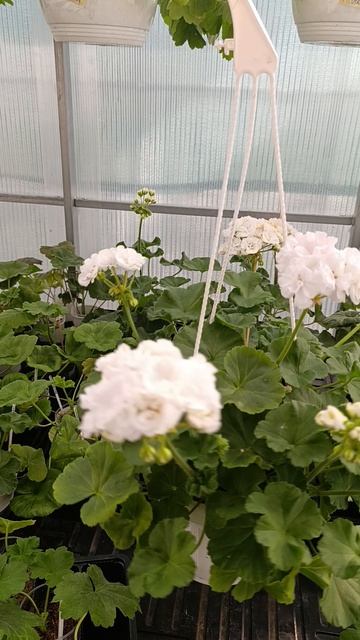 Оч Madpearl White