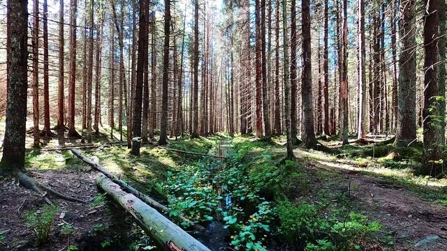 Пейзажный туризм. Стройный хвойный лес на видео. Умиротворение для души.