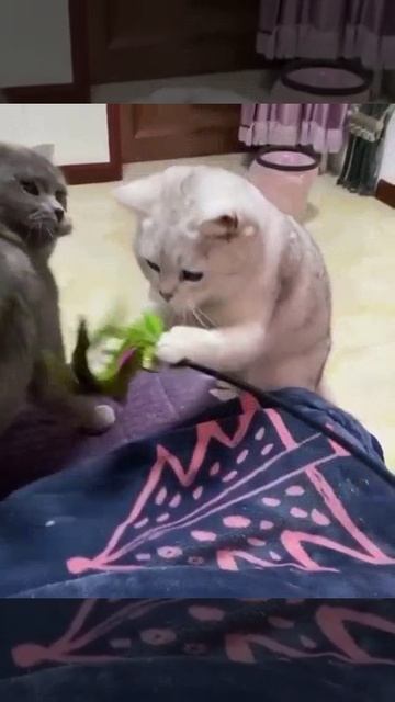 кому жалко кота лайк