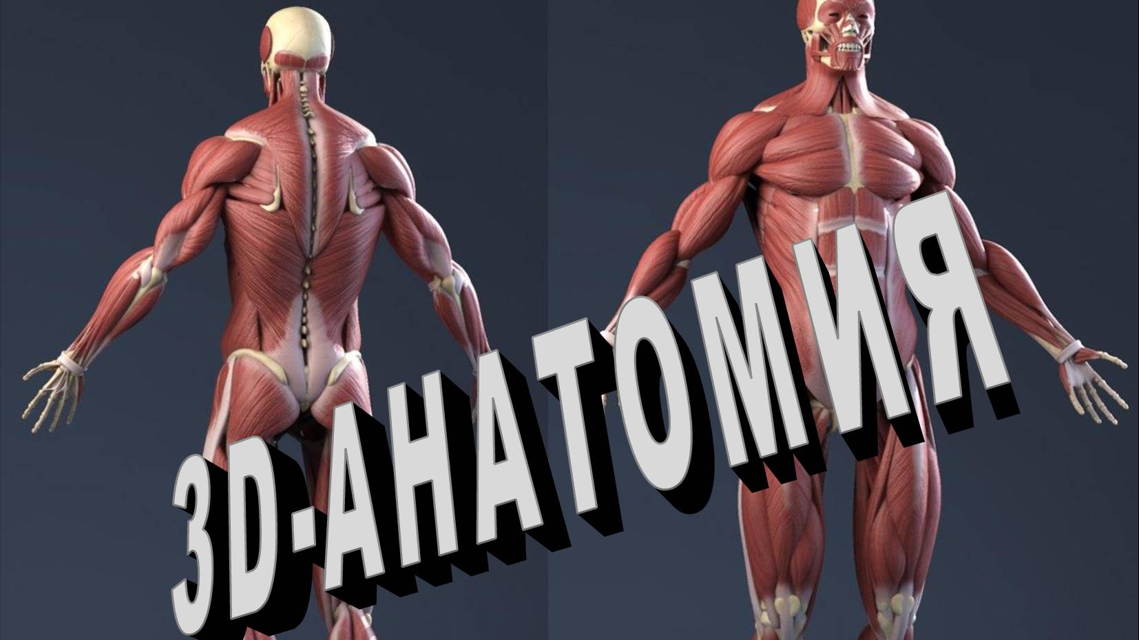 БИОДИНАМИКА  3D-АНАТОМИЯ работы мышц