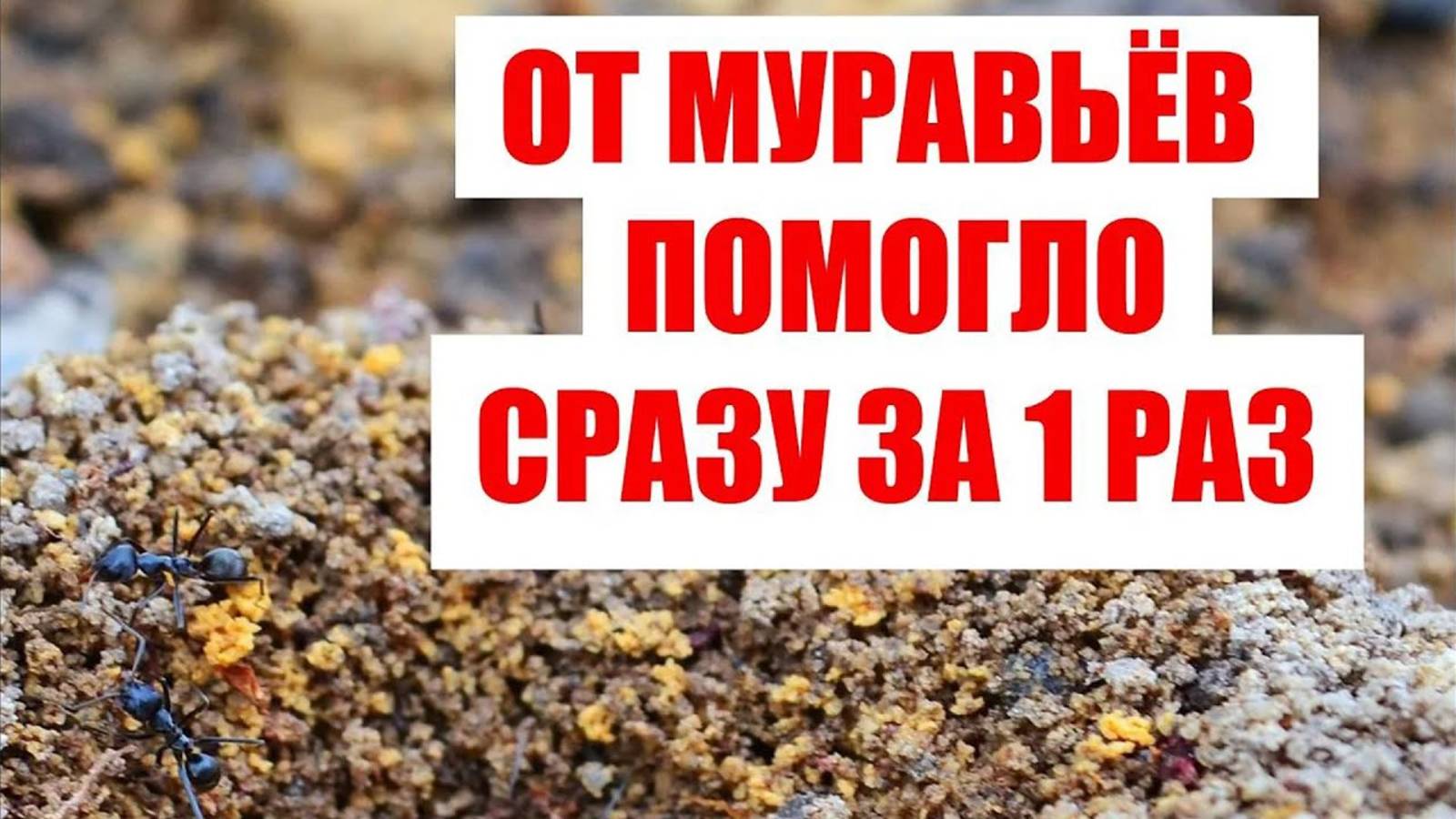 Я НЕ ВЕРИЛА НО ОТ МУРАВЬЕВ ПОМОГЛО МИГОМ! Средство от муравьев