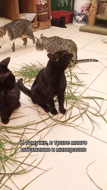 Нужна ли кошкам трава?
Однозначно - да!