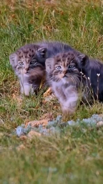 Детишки манула - симпатичные создания 🥰😻🤗