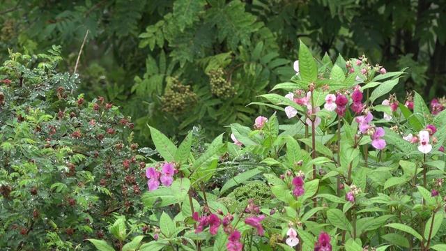 Красивые кусты после летнего дождя в лесу. Идиллия природы в красках на видео.