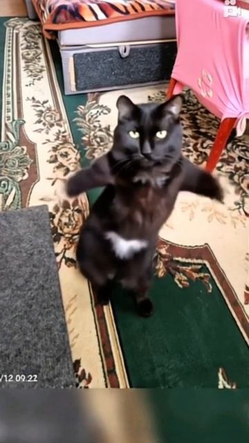 Заводные танцы 😸