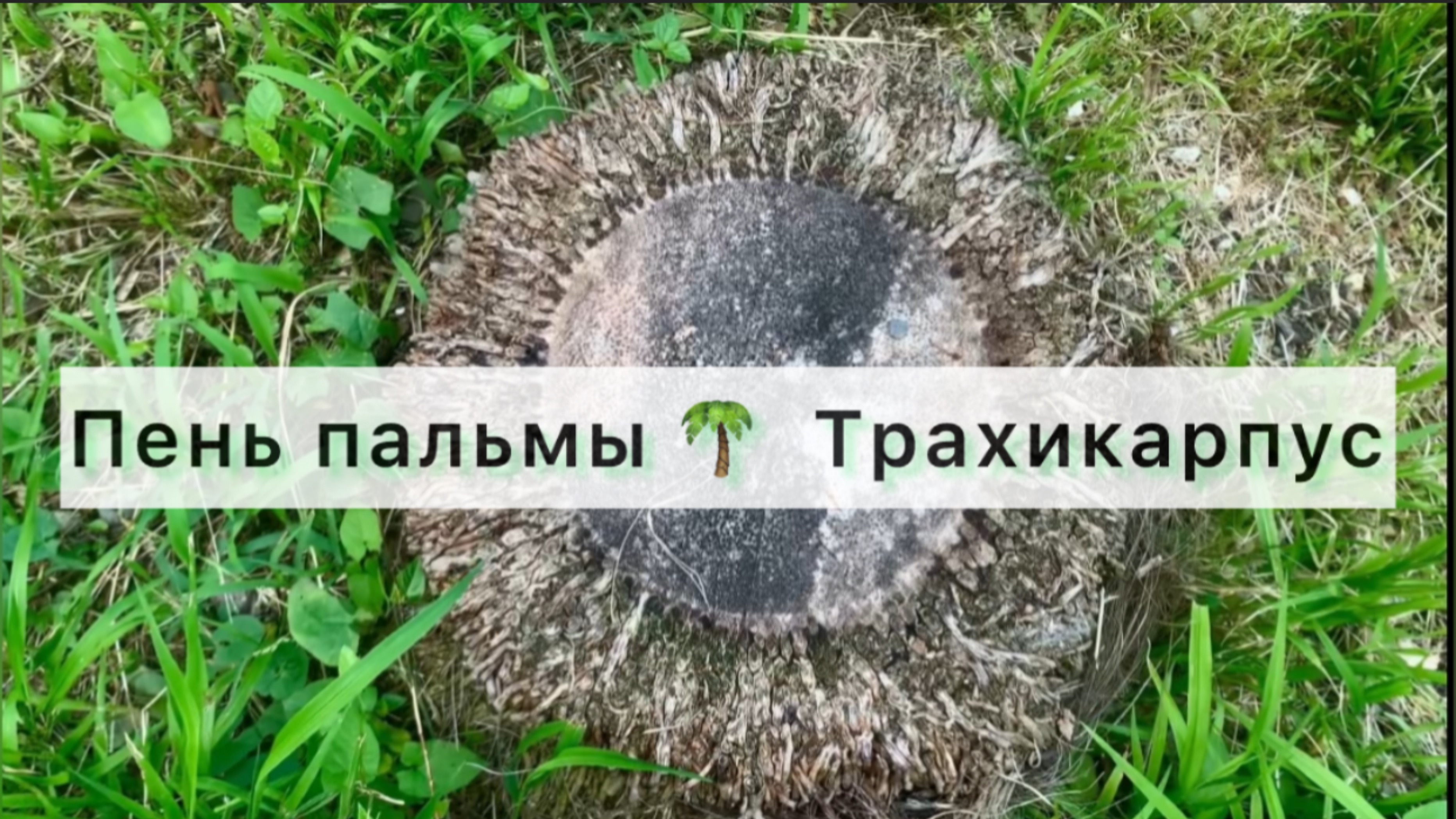 Пень пальмы 🌴 Трахикарпус – Внутренний Мир:  Что же мы увидим, если спилим трахикарпус?