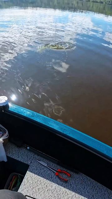 рыбалка на спиннинг #отдых #рыбалка