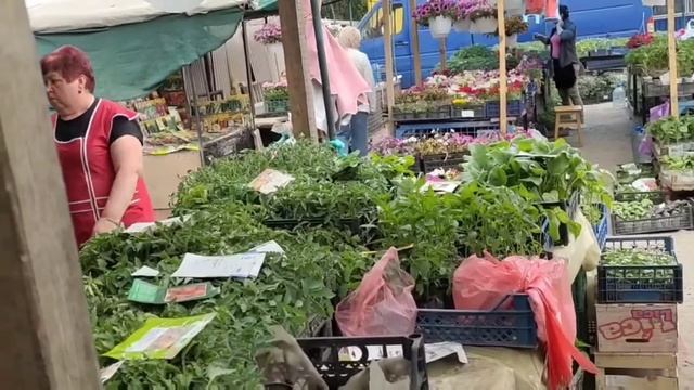 Едем на рынок продавать рассаду