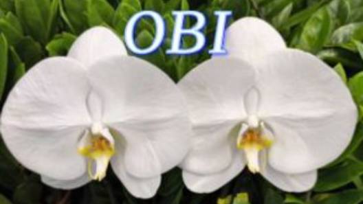 №1087/ ОБЗОР свежих ОРХИДЕЙ в OBI
