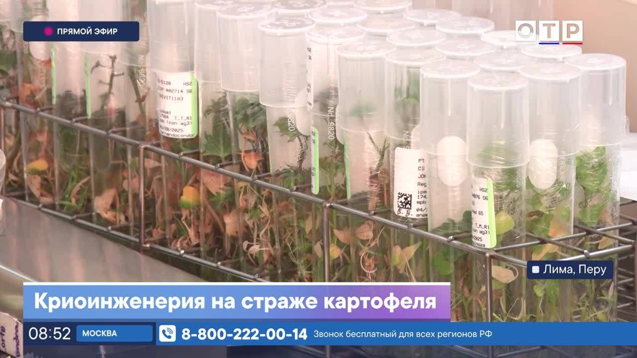 Криоинженерия на страже картофеля